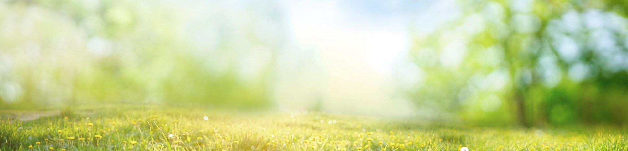 La Educación De Las Imágenes